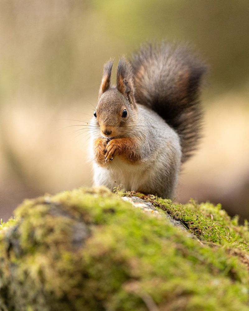 A red squirrel eating on a moss-covered rock in a forest. Wildlife photo taken by Dani Connor on a Canon EOS R6 Mark III with a Canon RF 135mm F1.8L IS USM lens.