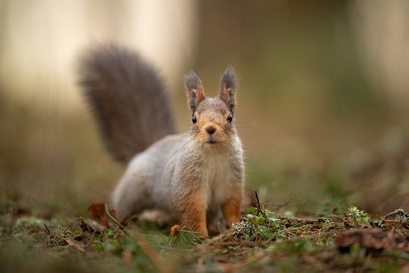 Seeing wildlife differently