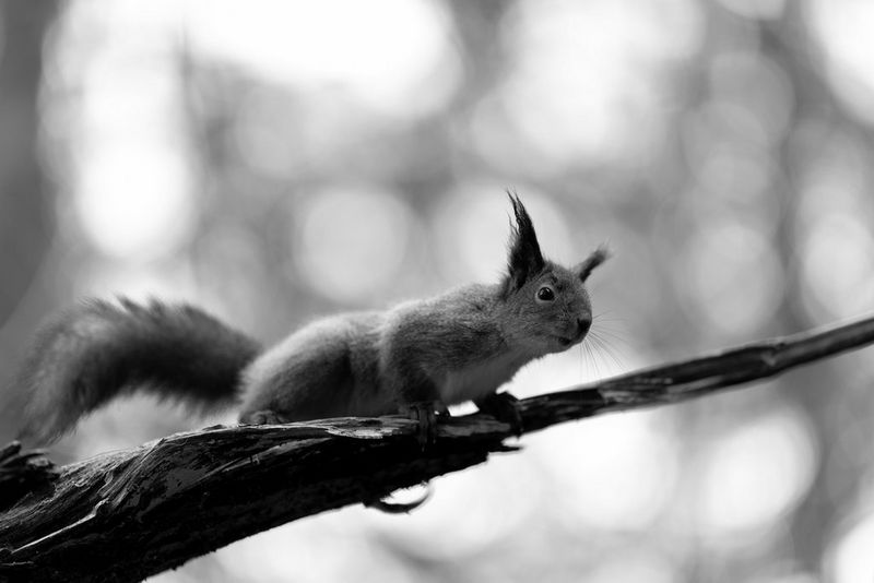 A black-and-white image of a red squirrel looking down from a high vantage point in a woodland. Wildlife photo taken by Dani Connor on a Canon EOS R6 Mark III with a Canon RF 135mm F1.8L IS USM lens.