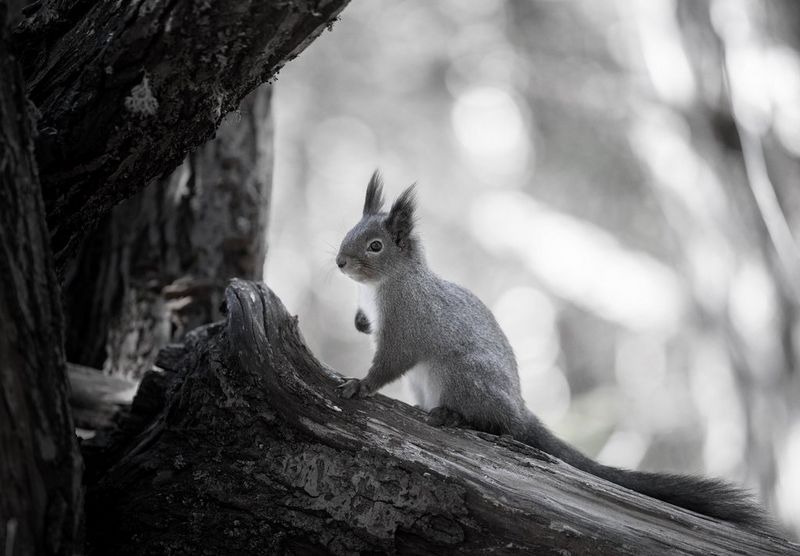 A black-and-white eye-to-eye portrait of a red squirrel on a log. Wildlife photo taken by Dani Connor on a Canon EOS R6 Mark III with a Canon RF 135mm F1.8L IS USM lens.