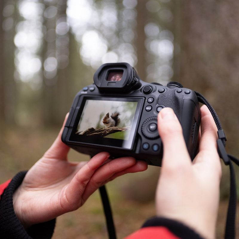 The hands of wildlife photographer Dani Connor hold a Canon EOS R6 Mark III, its rear screen showing an image of a red squirrel eating on a branch.