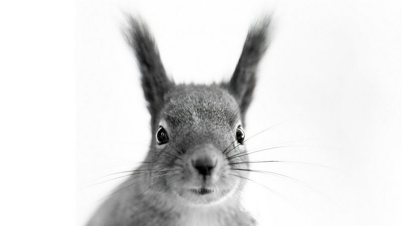 Creative wildlife photography from familiar subjects
