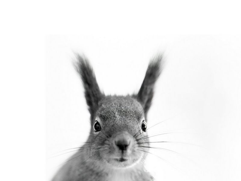 A black-and-white portrait of a red squirrel with a white background. Wildlife photo taken by Dani Connor on a Canon EOS R6 Mark III with a Canon RF 135mm F1.8L IS USM lens.