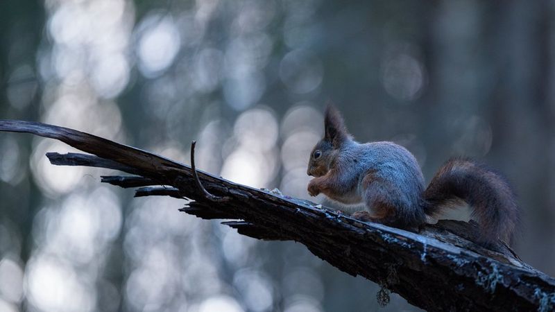 A red squirrel eating nuts in front of softly blurred background during the blue hour, the lighting giving the shot a cool tint. Wildlife photo taken by Dani Connor on a Canon EOS R6 Mark III with a Canon RF 135mm F1.8L IS USM lens.