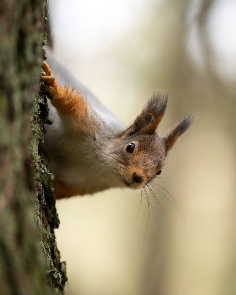 A red squirrel peers around a tree trunk, with its whiskers and ear tufts clearly visible against a blurred background. Wildlife photo taken by Dani Connor on a Canon EOS R6 Mark III with a Canon RF 135mm F1.8L IS USM lens.
