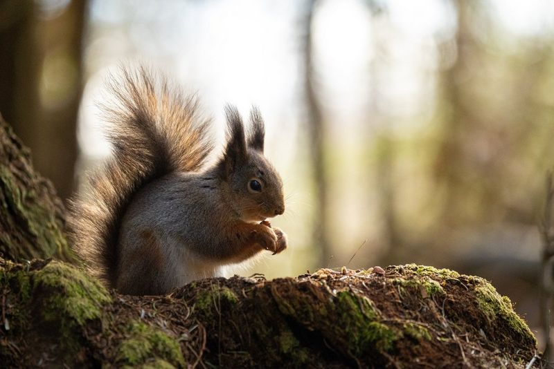 A red squirrel framed against a blurred forest background, its tail upright and backlit. Wildlife photo taken by Dani Connor on a Canon EOS R6 Mark III with a Canon RF 100-500mm F4.5-7.1 L IS USM lens.