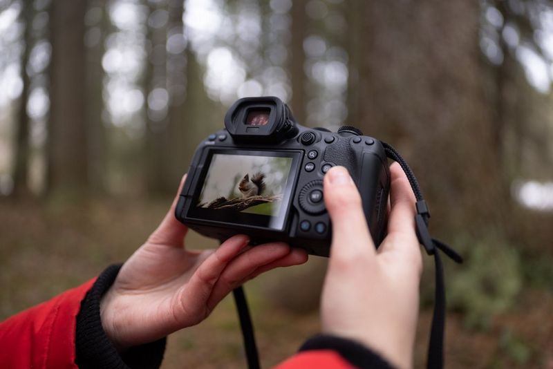 An image of a red squirrel on a branch is displayed on the rear screen of a Canon EOS R6 Mark III mirrorless camera.   