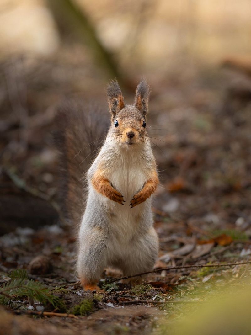 A red squirrel standing upright on a forest floor, with the background thrown out of focus by the large aperture used. Wildlife photo taken by Dani Connor on a Canon EOS R6 Mark III with a Canon RF 135mm F1.8L IS USM lens.