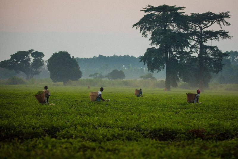 Figures with baskets on their backs pick tea leaves in a misty field.