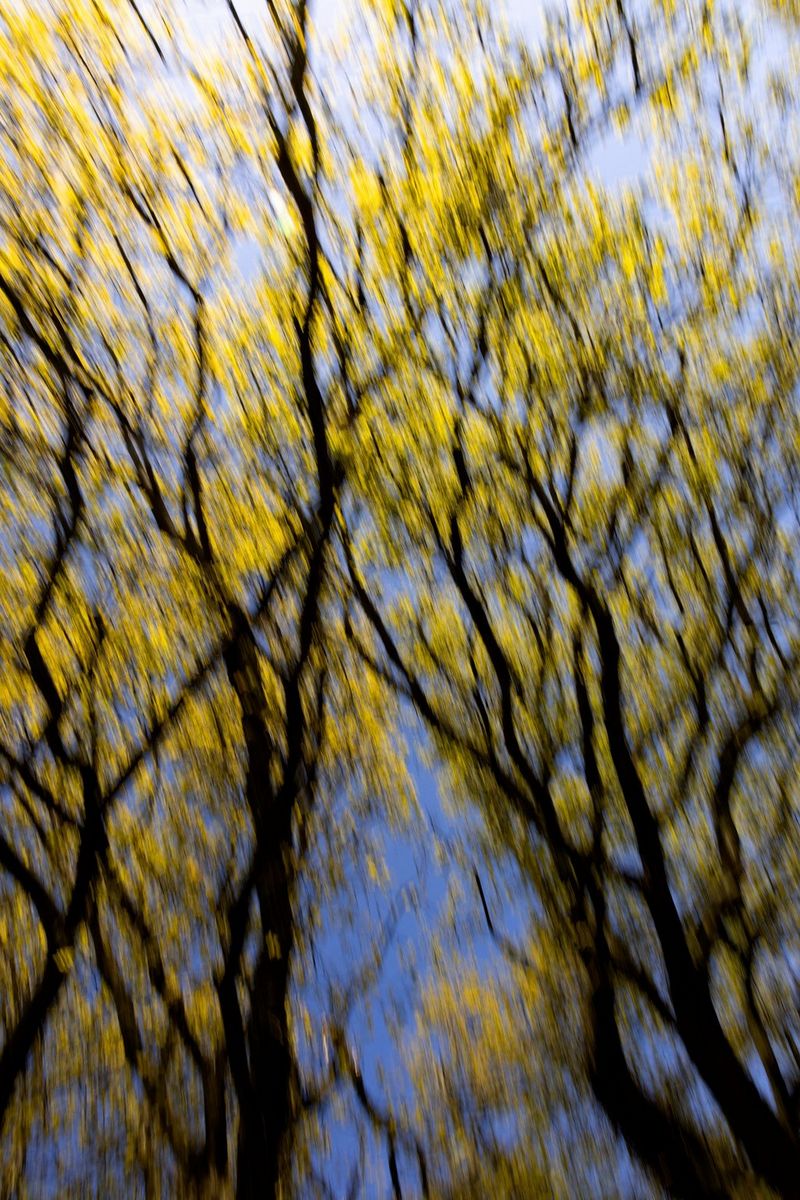 Shot upwards into the canopy, a blurred image of trees with yellow leaves against a bright blue sky.