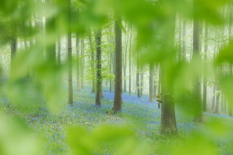 A bluebell woods shot with a polarising filter to remove reflections on the foliage and saturate the colours.