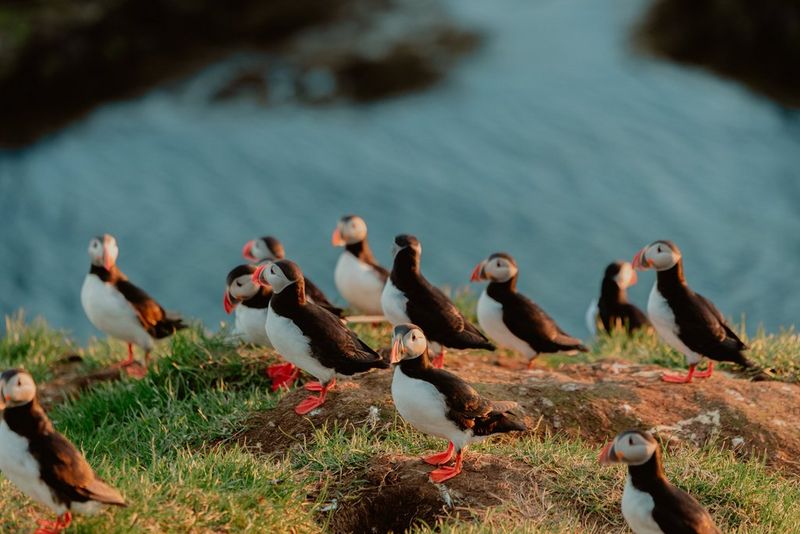 Icelandic puffins captured on a Canon EOS C50 in warm twilight above a cool blue sea.