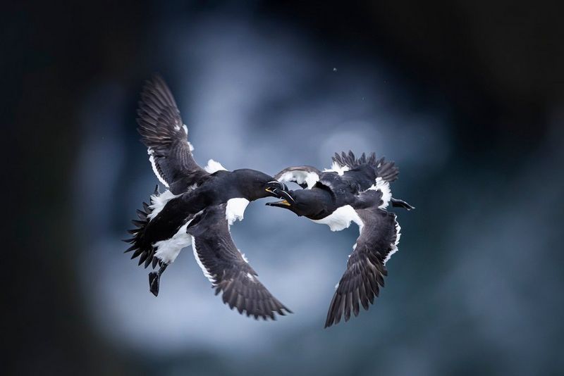 Twee vliegende alken met uitgestrekte vleugels die hun snavels gebruiken om met elkaar vechten. Gefotografeerd door Jonas Classon met een Canon EOS R3.