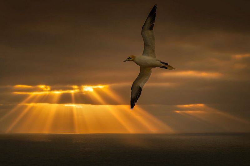 Een jan-van-gent vliegt hoog door de lucht met uitgestrekte vleugels terwijl achter de vogel zonnestralen door de donkere wolken breken. Gefotografeerd door Jonas Classon met een Canon EOS R5.