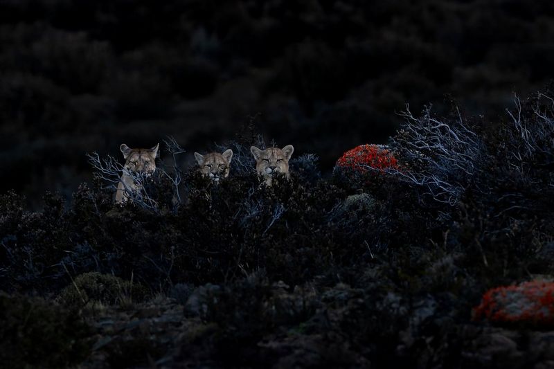 Een poemamoeder en haar twee welpen zitten tussen de struiken in een foto die is gemaakt door Marina Cano met een Canon EOS R3.