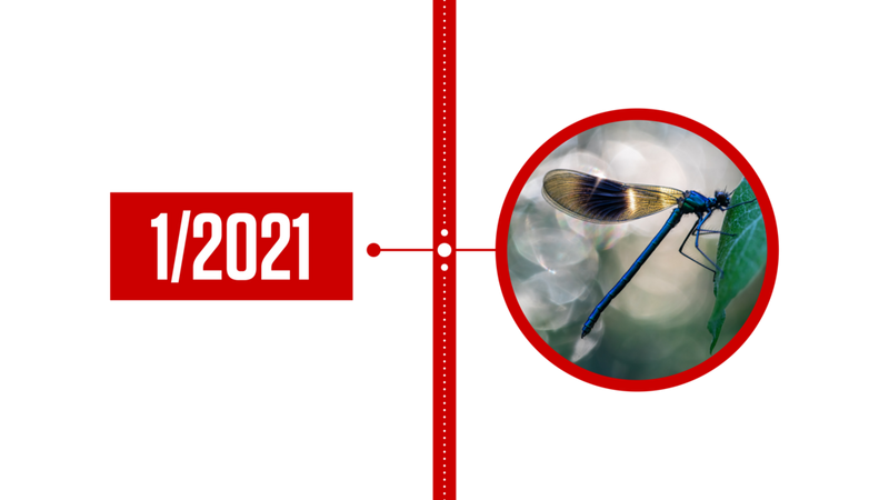 Een afbeelding met een verticale tijdlijn, met links de tekst '1/2021' en rechts een close-upfoto van een libelle.