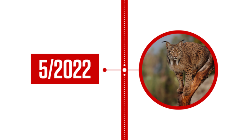 Een afbeelding met een verticale tijdlijn met links de tekst '5/2022 en rechts een foto van een lynx.