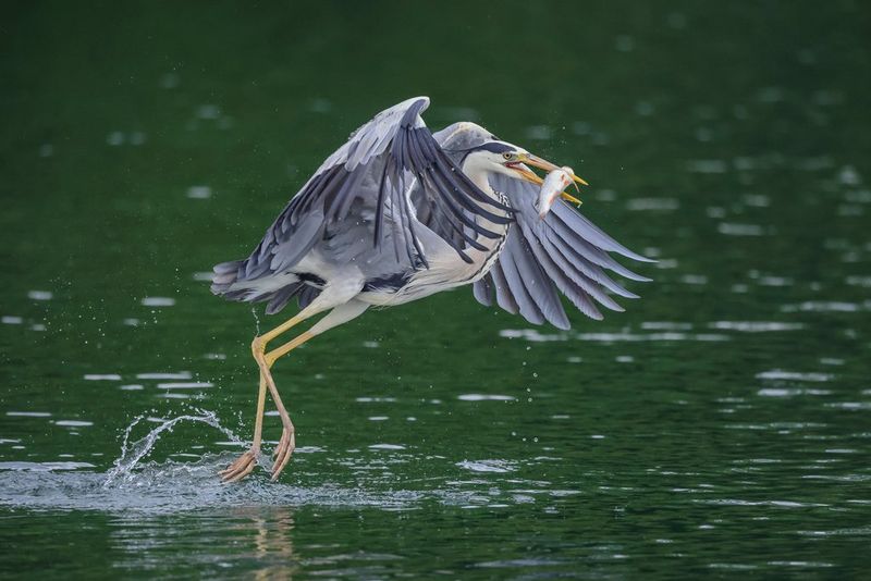Een reiger die in zijn vlucht vanuit het water is vastgelegd, met een vis in zijn bek.