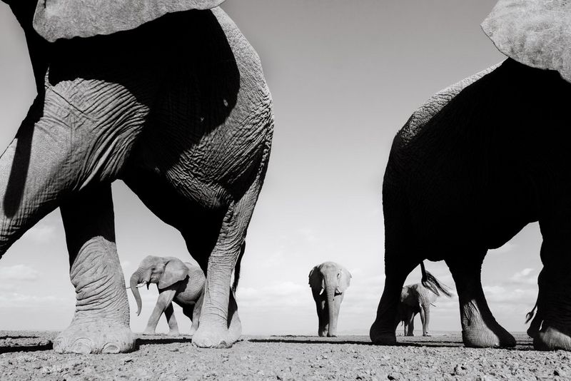 Five elephants walk towards the camera, shot in black and white on a Canon EOS R5 by Pie Aerts. 