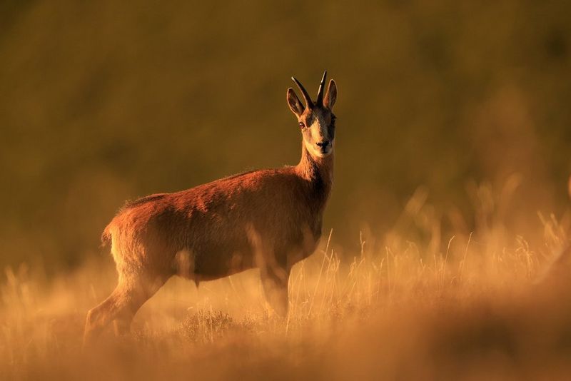 Een Iberische ibex baadt in de oranje gloed van de laagstaande zon. Gefotografeerd door Marc Albiac met een Canon EOS R6 Mark II.