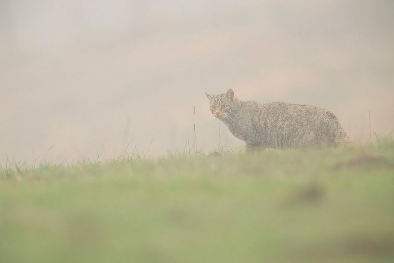 Een wilde kat in dichte mist. Gefotografeerd door Marc Albiac met een Canon EOS R6 Mark II.