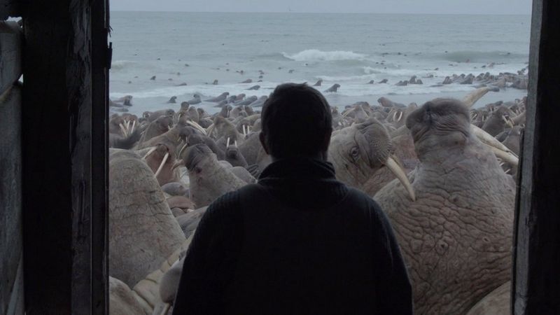 A still from Evgenia Arbugaeva's documentary Haulout, filmed on a Canon EOS R5, showing a man standing in the doorway of a hut surrounded by walruses. 