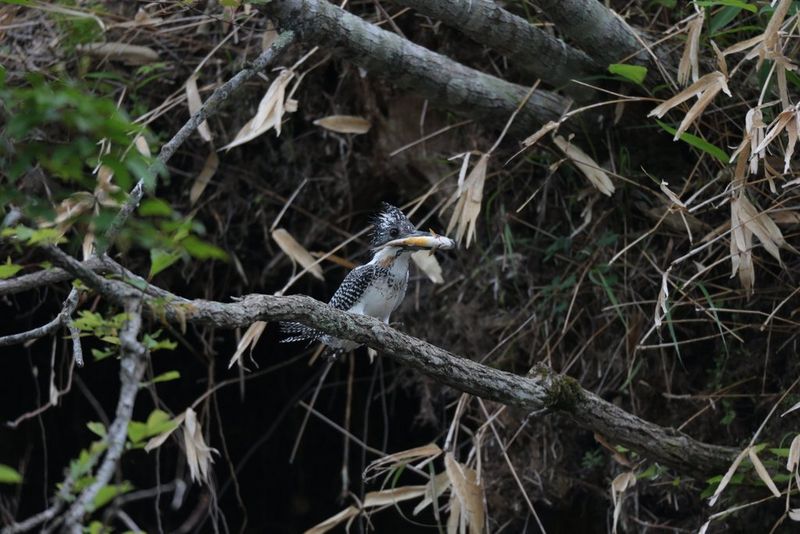 Un uccello piuttosto piccolo, posato su un ramo, con un pesce nel becco.
