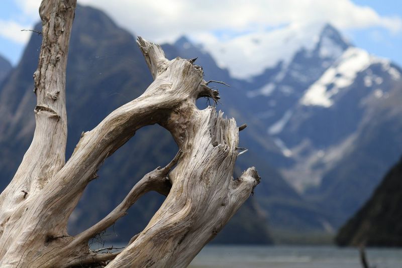 I rami di un albero morto, con montagne dalle cime innevate sullo sfondo.
