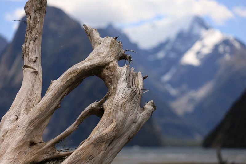Un'immagine quasi identica degli stessi rami, con le montagne sullo sfondo leggermente più sfocate.