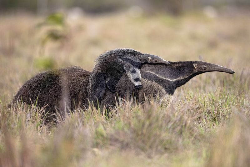 A baby tamandua, or lesser anteater, sits on the back of an adult tamandua as it stands in a grassland, photographed by Robert Marc Lehmann