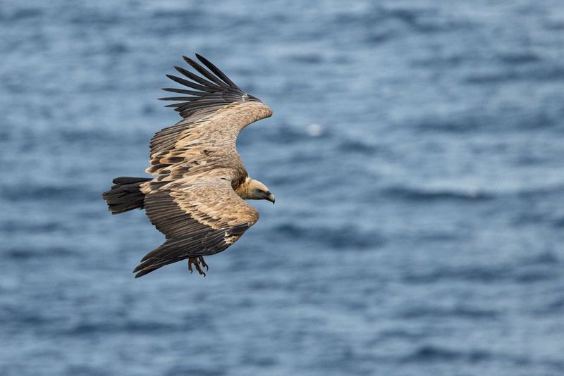 Hybrid shooting with the EOS R System