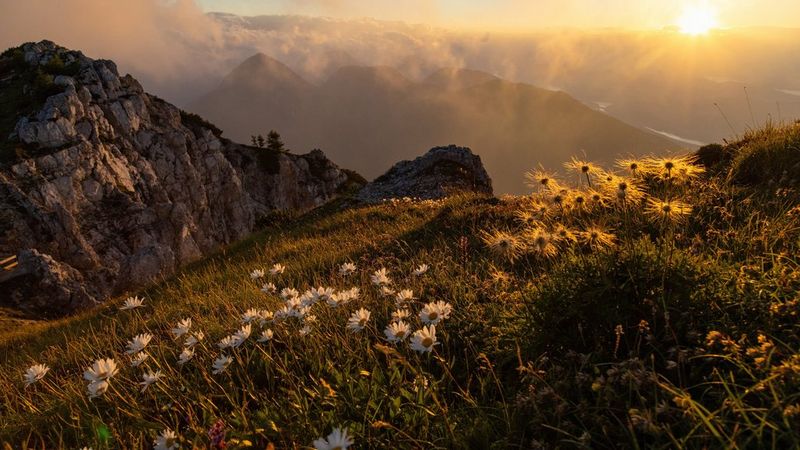 pro-filming-photographing-wildlife-video