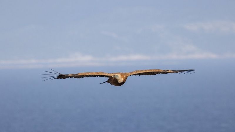 pro-filming-photographing-wildlife-video