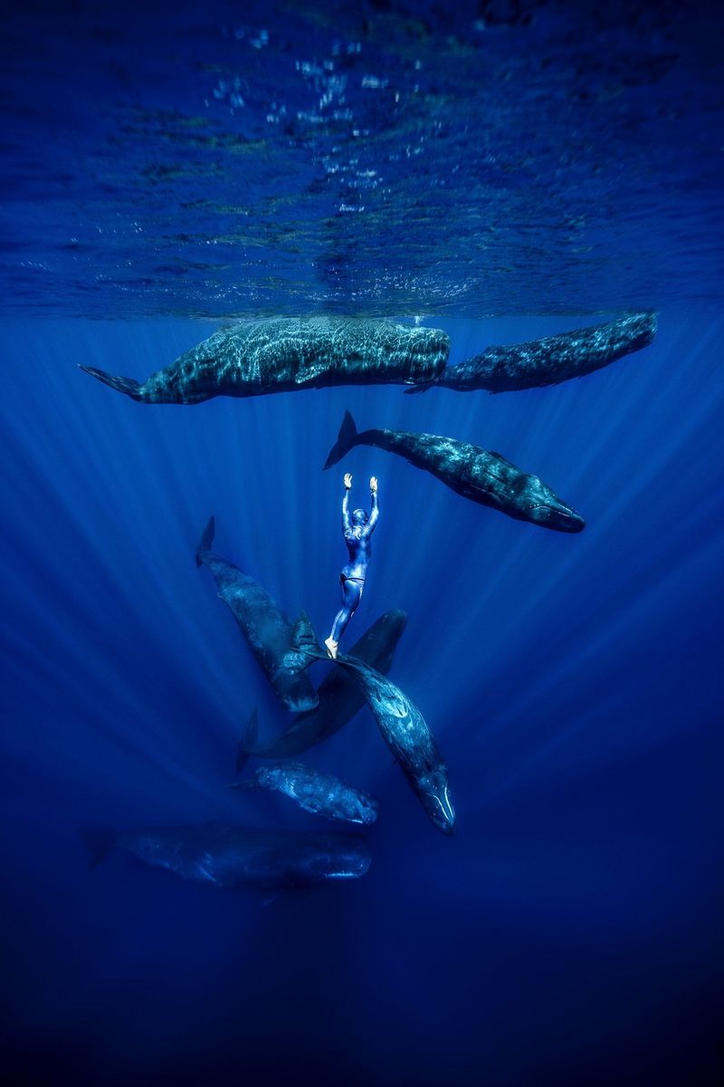 Freediver Guillaume Néry is suspended in the water surrounded by eight sperm whales, illuminated with rays of light.
