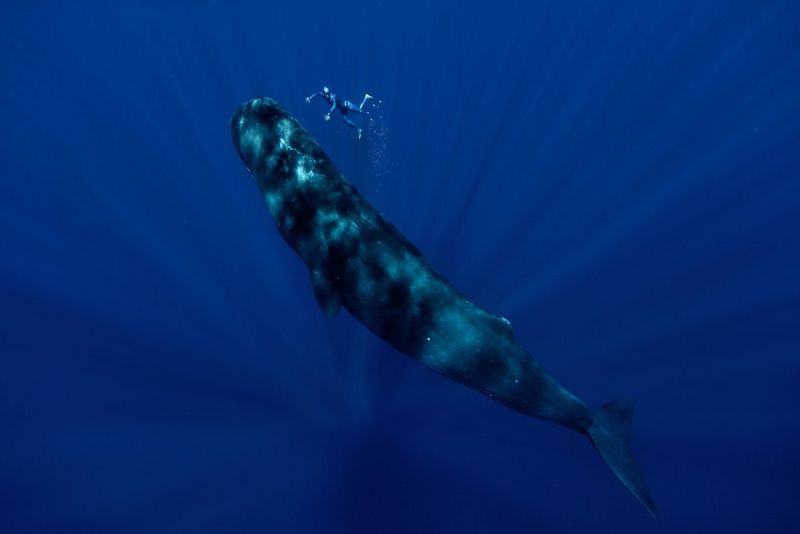 Freediver Guillaume Néry swimming alongside sperm whales. 