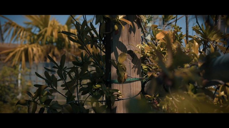 Видео залитой солнцем листвы на фоне голубого неба.