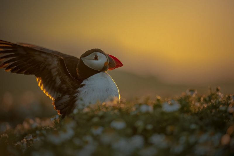 Beeld van een papegaaiduiker met zijn uitgestrekte vleugels scherp en de planten op de voorgrond en de lucht op de achtergrond onscherp, gefotografeerd door Roxy Furman.