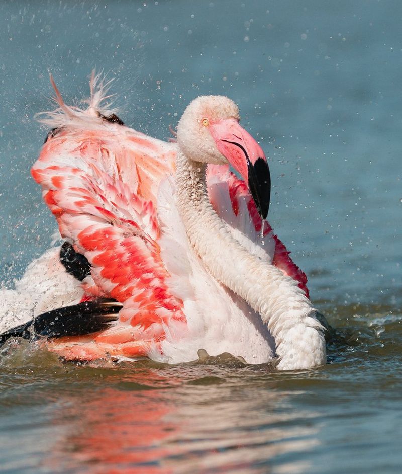 Beeld van een drijvende flamingo omringd met minuscule waterdruppels, gefotografeerd door Roxy Furman met een Canon EOS 5D Mark IV.