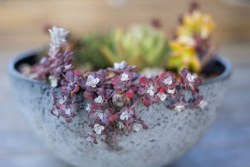 Een foto van een bloempot gemaakt met f/1.8 waarop alleen het vetkruid scherp is, terwijl de pot en de andere planten onscherp zijn.