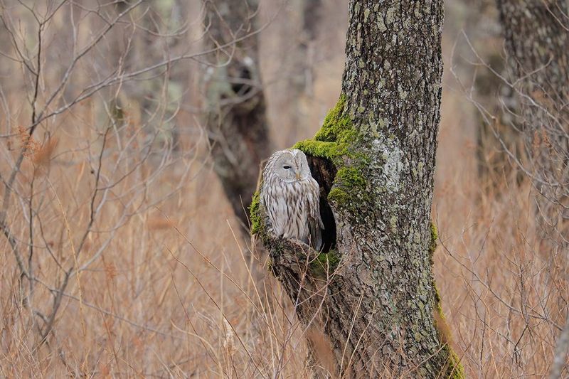 Telephoto shot of an owl in a hollow in a tree standing amid long grass.