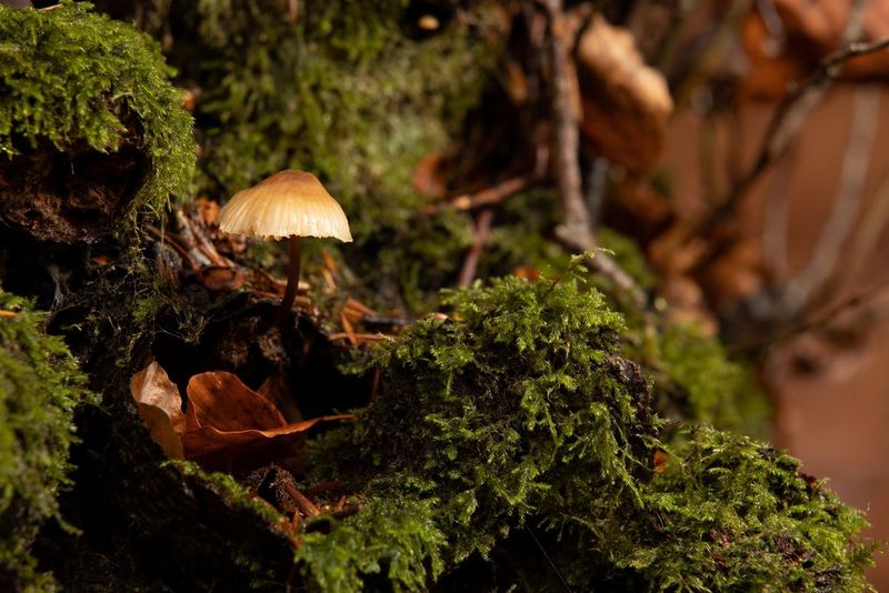 A close-up shot of a mushroom framed by ferns in a shadowy forest.