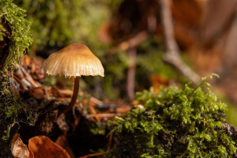 A closer view of a mushroom and ferns on a forest floor.
