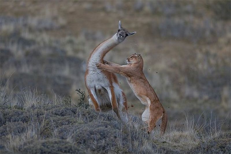A female puma lunges at the neck of a full-grown male guanaco. 