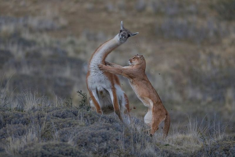 Ingo Arndt's award-winning wild puma shots