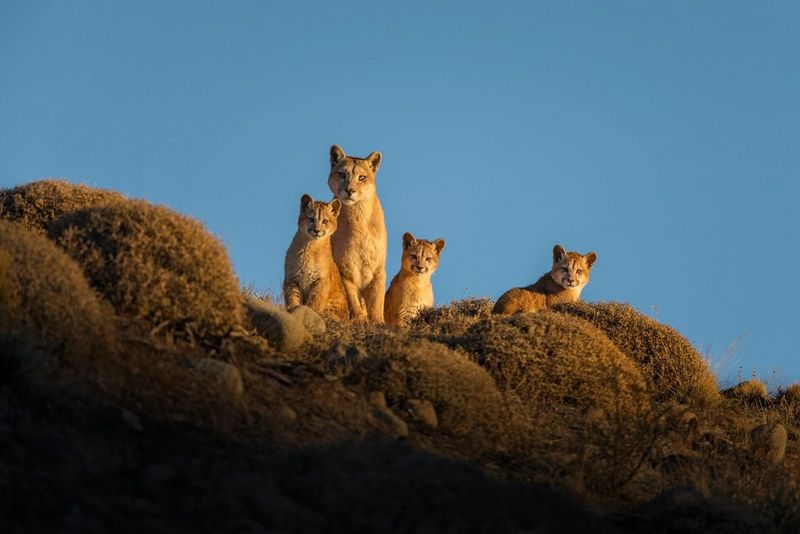 A female puma and her three cubs look down from the top of a ridge.  