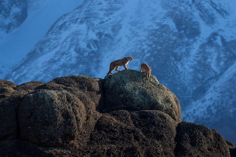 Two pumas on a mountain ridge stalk each other during a mating ritual.