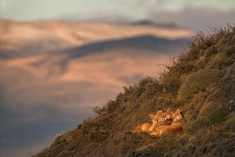 A female puma and her two cubs bask in the sunshine on a grassy mountainside.