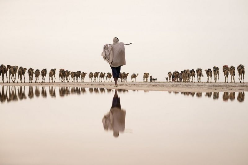 A salt miner and a line of dromedary camels are reflected in a large but shallow pool of water in the Danakil Depression in Ethiopia. 