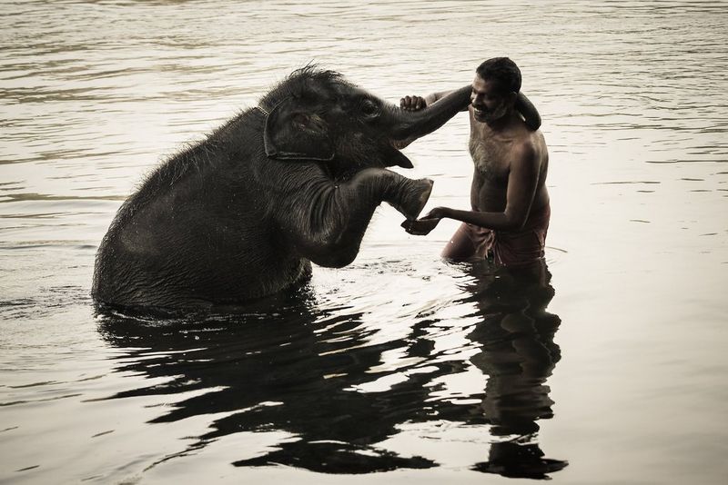 A man and a young elephant stand together up to their waists in water. The elephant has its trunk curled gently around the man's neck. 