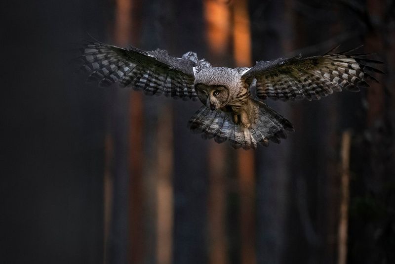 When the magic happens: photographing owls at twilight